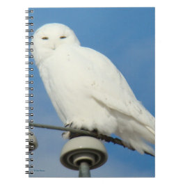 Caderno Espiral B50 Coruja de Neve