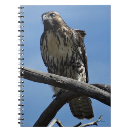 Caderno Espiral B54 Falcão-de-Swainson