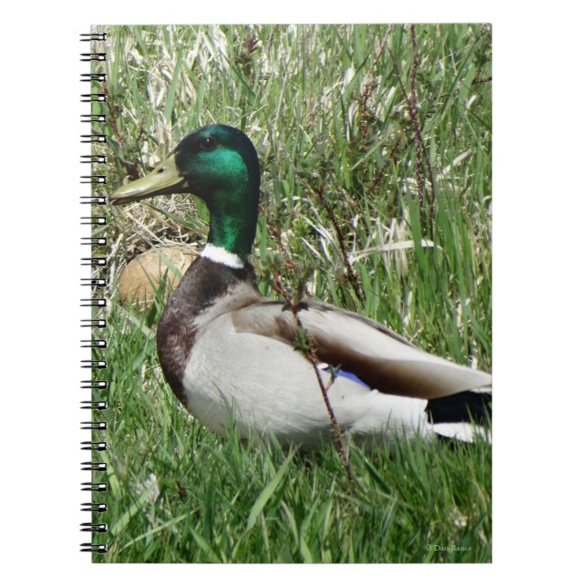 Caderno Espiral B55 Mallard Duck Drake Greenhead na Grama (Frente)