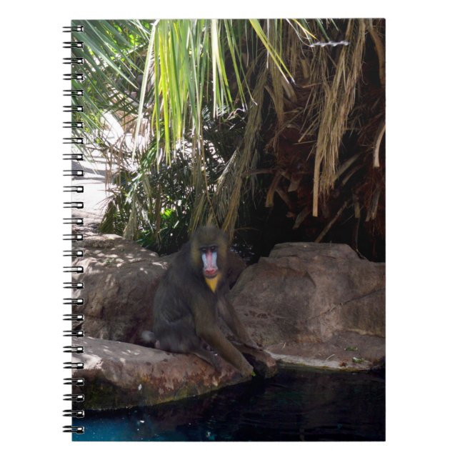 Caderno Espiral Baboon No Paraíso, Notebook (Frente)