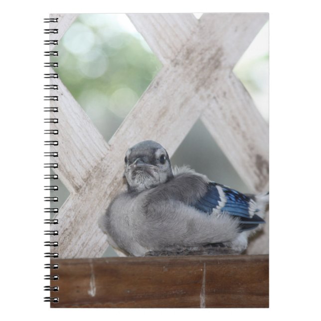 Caderno Espiral Baby Blue Jay (Frente)