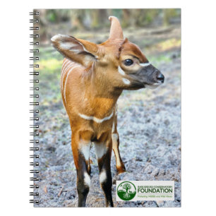 Caderno Espiral Baby Bongo