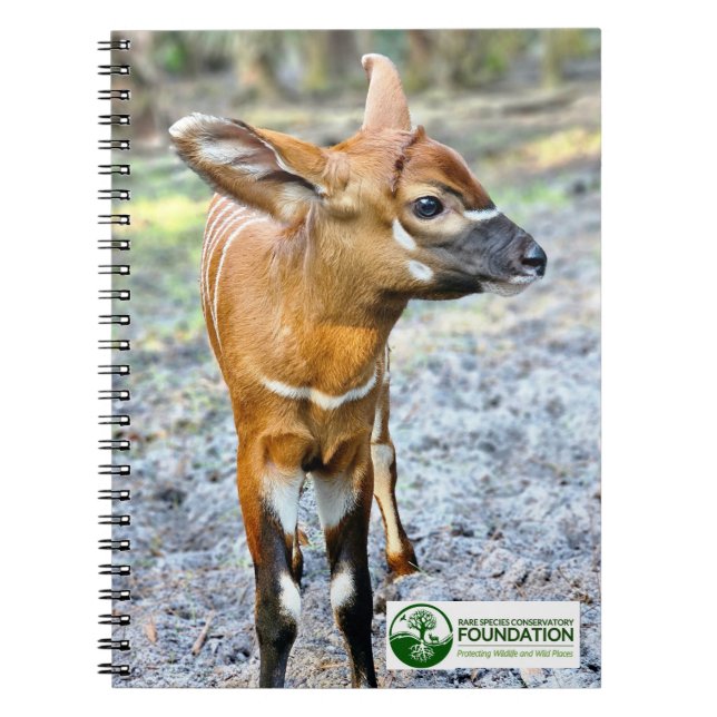 Caderno Espiral Baby Bongo (Frente)