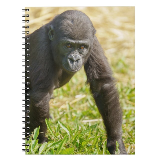 Caderno Espiral Baby Gorilla (Frente)