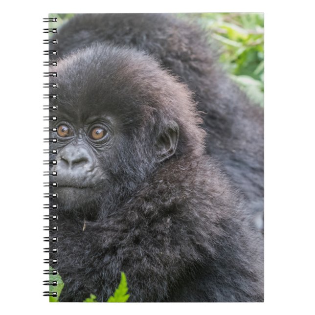 Caderno Espiral Baby Mountain Gorilla (Frente)