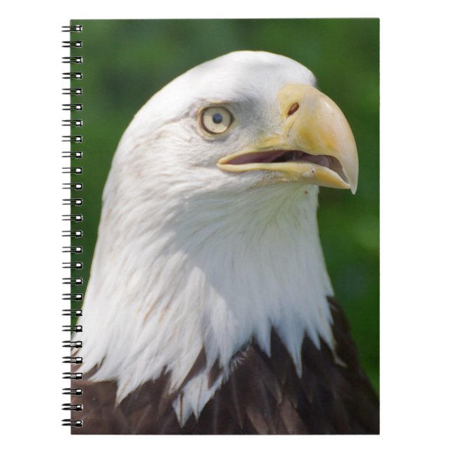 Caderno Espiral Bald Eagle (Frente)