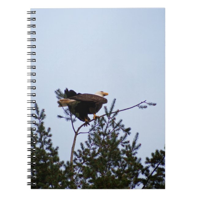 Caderno Espiral Bald Eagle (Frente)