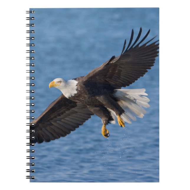 Caderno Espiral Bald eagle in flight (Frente)