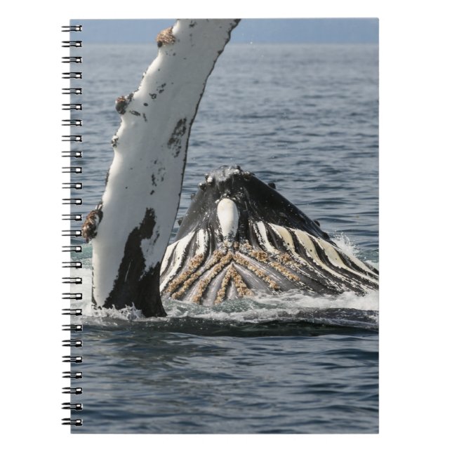 Caderno Espiral Baleia-jubarte (Frente)