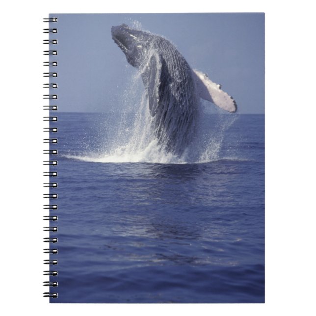 Caderno Espiral Baleia-jubarte saltando (Megaptera (Frente)
