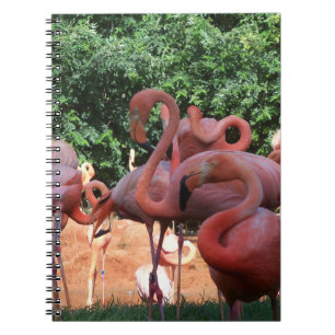 Caderno Espiral Bando De Flamingos Rosa
