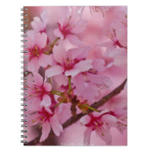 Banhado em flores de cerejeira japonesas cor-de-ro