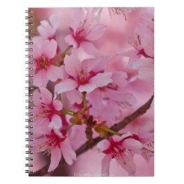 Caderno Espiral Banhado em flores de cerejeira japonesas cor-de-ro