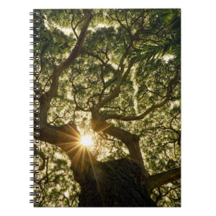 Caderno Espiral Banyan Tree Canopy Sunstar