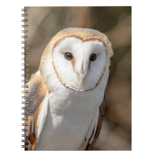 Caderno Espiral Barn Owl