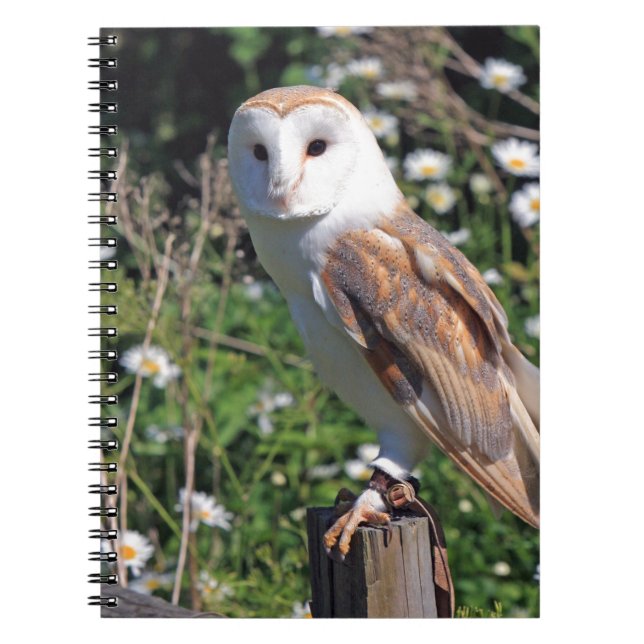 Caderno Espiral Barn Owl (Frente)