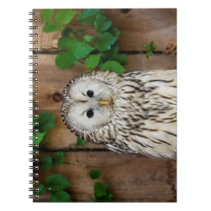Caderno Espiral Barred Owl