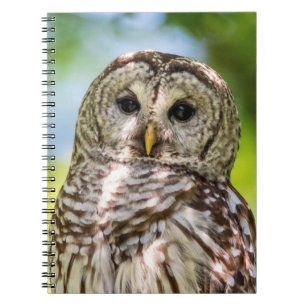 Caderno Espiral Barred Owl