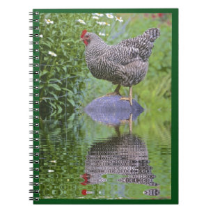 Caderno Espiral Barred Rock Hen