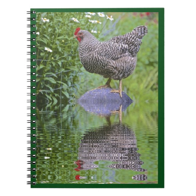Caderno Espiral Barred Rock Hen (Frente)