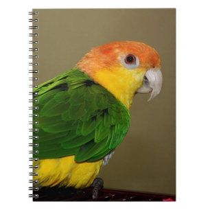 Caderno Espiral Beautiful White Bellied Caique Parrot Posing