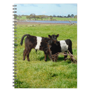 Caderno Espiral Bebê Beliscado Vitelos Galloway, Notebook