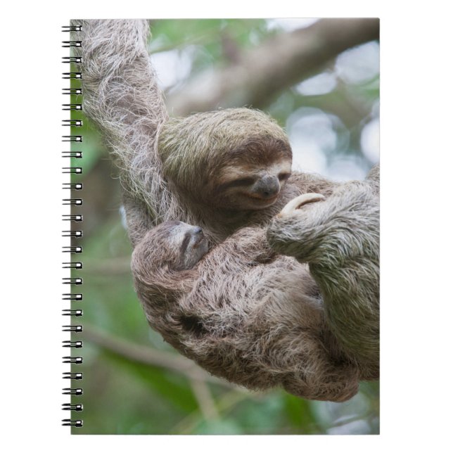 Caderno Espiral Bebê de Preguiça com Mãe Pendurada em uma Árvore (Frente)