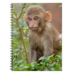Caderno Espiral Bebê Macaco Rhesus, Templo do Macaco, Jaipur