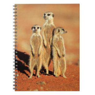 Caderno Espiral Bebês Mais Pobres 3 Meerkats