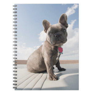 Caderno Espiral Bebês Mais Pobres Barco francês Bulldog