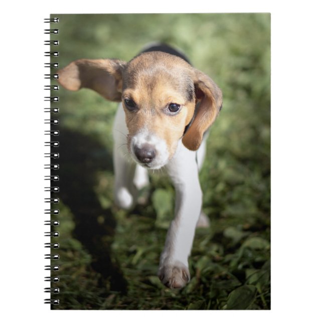 Caderno Espiral Bebês Mais Pobres | Beagle Puppy (Frente)