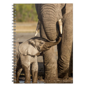 Caderno Espiral Bebês Mais Pobres Bebê Elefante e mamã