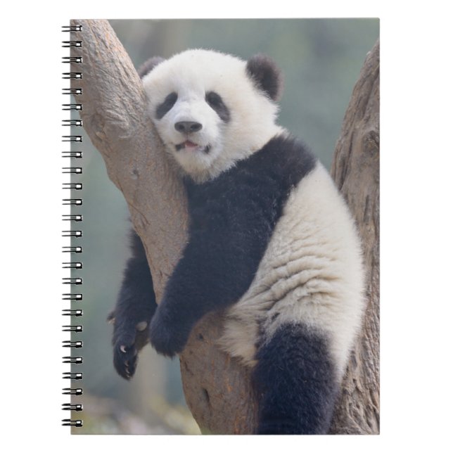 Caderno Espiral Bebês Mais Pobres | Bebê-Panda-Urso Dormindo (Frente)