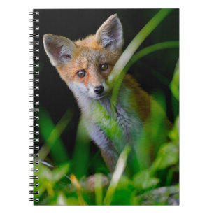Caderno Espiral Bebês Mais Pobres Bebê-Raposa Vermelha