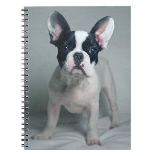 Caderno Espiral Bebês Mais Pobres   Buldogue francês