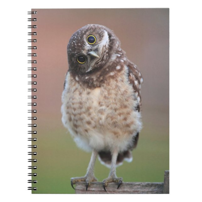 Caderno Espiral Bebês Mais Pobres | Burrowing Owlet (Frente)