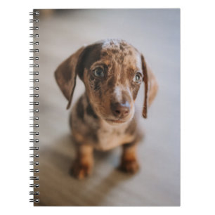 Caderno Espiral Bebês Mais Pobres   Castanho Dachshund Puppy