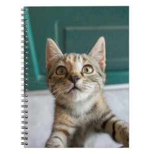 Caderno Espiral Bebês Mais Pobres   Cute Tabby Kitten
