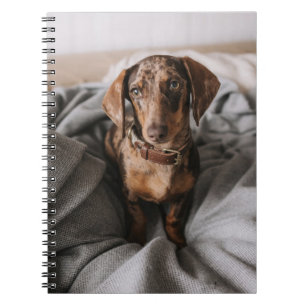 Caderno Espiral Bebês Mais Pobres   Dachshund De Chocolate