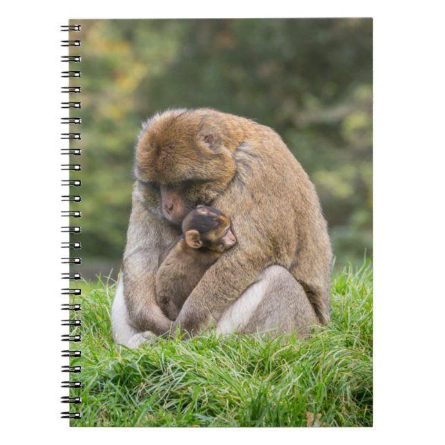 Caderno Espiral Bebês Mais Pobres | Família Barbary Macaque (Frente)