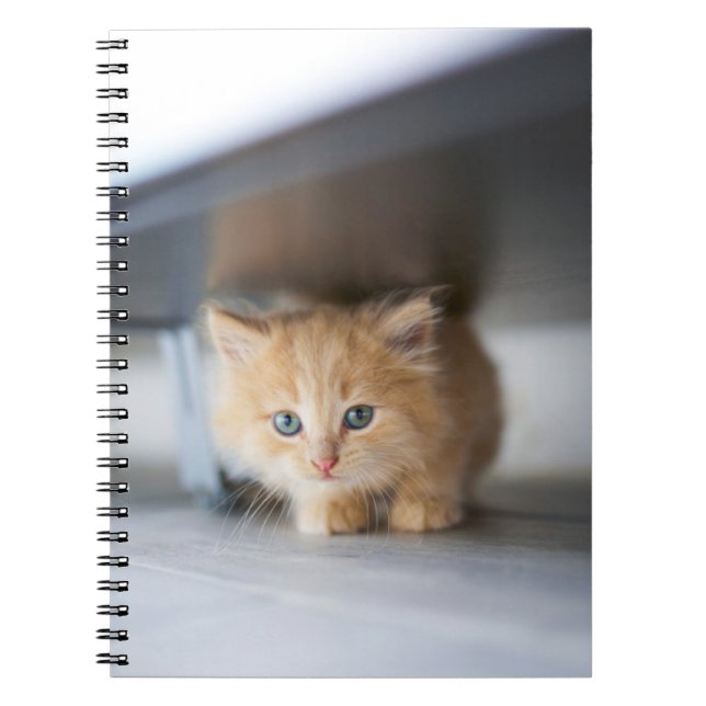 Caderno Espiral Bebês Mais Pobres | Fluffy Orange Kitten (Frente)