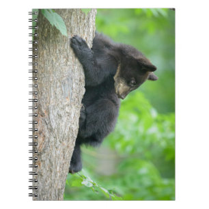 Caderno Espiral Bebês Mais Pobres Jovem Urso Negro