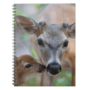 Caderno Espiral Bebês Mais Pobres Key Deer Stag & Fawn