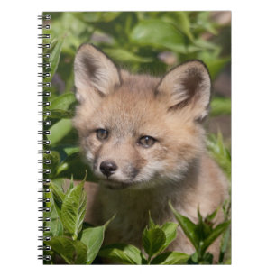 Caderno Espiral Bebês Mais Pobres   Kit Fox