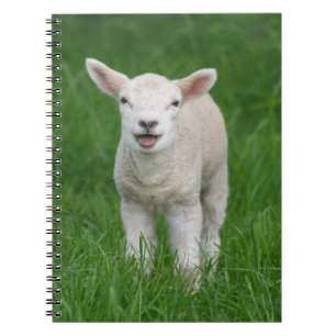 Caderno Espiral Bebês Mais Pobres Lil Lamb