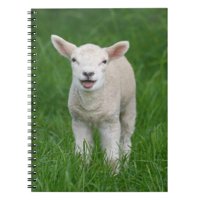 Caderno Espiral Bebês Mais Pobres | Lil Lamb (Frente)