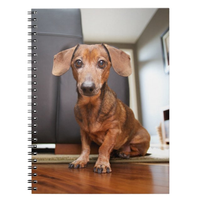 Caderno Espiral Bebês Mais Pobres | Mini Dachshund Puppy (Frente)