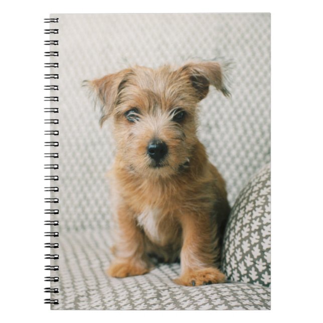 Caderno Espiral Bebês Mais Pobres | Norfolk Terrier Puppy (Frente)