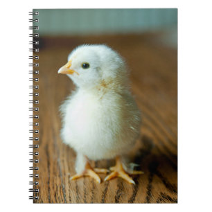 Caderno Espiral Bebês Mais Pobres PINTINHO