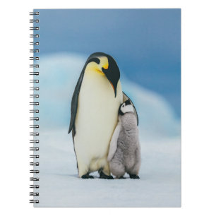 Caderno Espiral Bebês Mais Pobres   Pintinho Imperador Pinguim